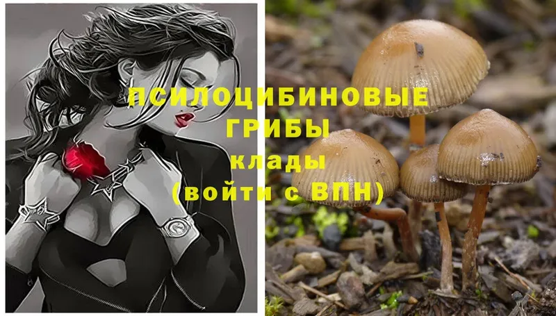 omg ТОР  сколько стоит  Новая Ляля  Галлюциногенные грибы Psilocybine cubensis 